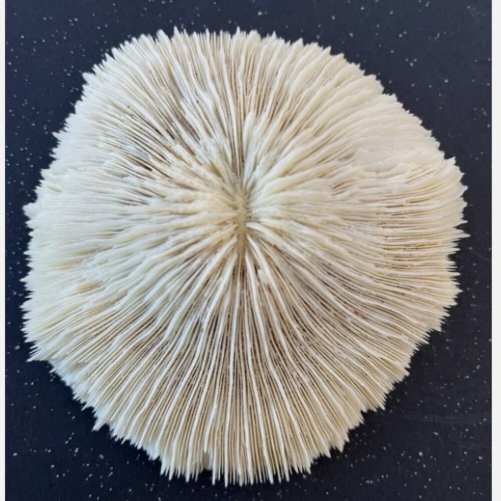 Natural Coral Sea White Coral Mushroom Aquarium Seashell Specimen